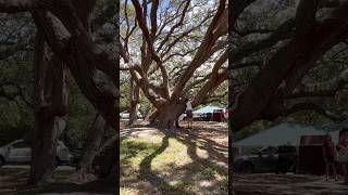 Huge Live Oak trees are almost 200 yrs old [upl. by Hisbe]