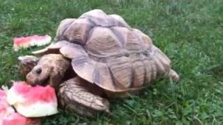 Sulcata Tortoise eats watermelon [upl. by Ahseer]