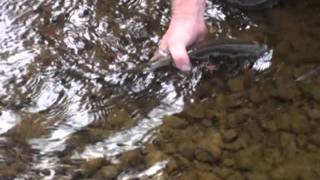 Fly Fishing Montanas Monture Creek [upl. by Dun]