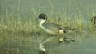 A Northern Pintail Duck preening [upl. by Evanne]