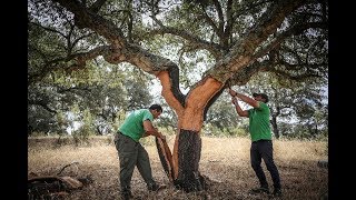 Nueva herramienta para la saca del corcho [upl. by Maje]