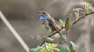 Blauwborst Bluethroat Luscinia svecica  march 18 [upl. by Vassell]