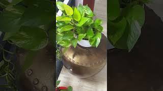 Beautiful pothos in i china pot antiquetrending [upl. by Assiram]