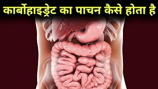 कार्बोहाइड्रेट का पाचन कैसे होता हैं  Digestion of Carbohydrates  Digestive system 11 [upl. by Ettevey]