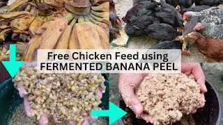 BANANA PEEL chicken feeds Learn how to FERMENT Balat ng saging [upl. by Dow]