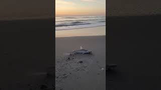 First catch of the day A bonnethead shark at Melbourne Beach on 040124 tight lines [upl. by Joshua]