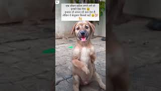 JB APNA DARD BRA LGE TO EK BAAR INKA DARD DEKH LIYA KRO subscribe anime love funny puppy dog [upl. by Ezara]