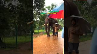 Must visit Elephant camps in South India travel trendingshorts elephantcamp reels [upl. by Elvia561]