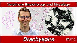 Brachyspira and Lawsonia Part 1  Veterinary Bacteriology and Mycology [upl. by Aidekal]