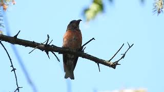 Red Crossbill at the Morton arboretum 1 [upl. by Narcis]