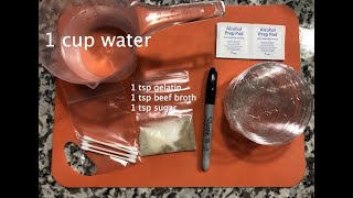 DIY At Home Agar Plates [upl. by Atiuqiram652]