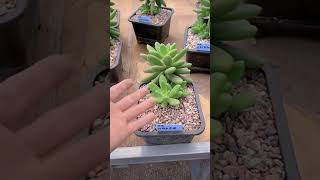 糖果美人多肉切叶片后小崽长大后的样子 succulent plants garden gardening cactus flowers [upl. by Aicel291]