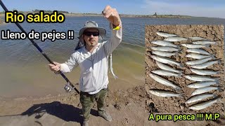 Pesca de pejerrey en rio salado Mucho pejerrey en esta parte del salado [upl. by Scot780]