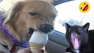 Funny Dogs And Cats Videos 2024 😅  Best Funniest Animal Videos Of The week 15 [upl. by Vilberg]