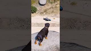 Dog video lebra and mallik ko tren se takkar ho gyi bechara kutta dogsworld doglapan dogslife [upl. by Iliak]