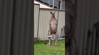 Kangaroo attacks are real viral animals fact [upl. by Tymes]