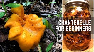 Chanterelles for Beginners amp Mushroom Confit 美味鸡油菌四种 [upl. by Freyah599]