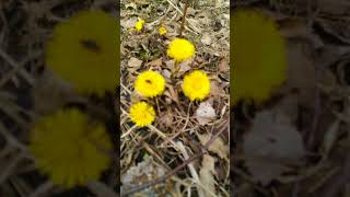 Tussilago Farfara Sign Of Spring [upl. by Loftus]