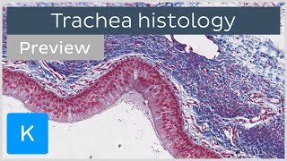 Trachea cells tissues histology slides preview  Human histology  Kenhub [upl. by Conlen193]