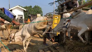 funny video cow jump from truck arrive at the marketcow video sound for kidsfunny cow [upl. by Allana337]