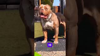 Rottweiler vs Pitbull Battle of the Strongest 😲 shorts pitbull rottweiler [upl. by Sirdi]