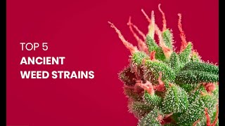 Top 5 Ancient Weed Strains [upl. by Kezer488]