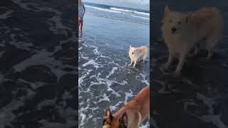 Playing fetch with doggies beach boardercollie belgianmalinios doglife cutedog [upl. by Rockwood]