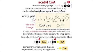 The Citric Acid Cycle aka TCA Krebs amp pyruvate oxidative decarboxylation chemistry amp context [upl. by Htrag937]