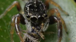 Spider w Snoop itsybitsyspider spinner spider arachnid jumpingspiders [upl. by Saoj]