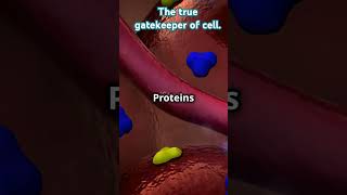 Ultrastructure of cell membrane Fluid mosaic model summarised within a minute education shorts [upl. by Corella]