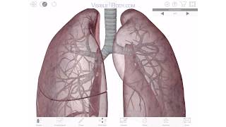 Visible Body  A 3D Virtual Tour of the Lungs [upl. by Anyl]