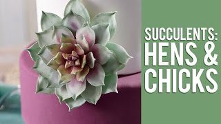 How to Make Gum Paste Echeveria Succulents [upl. by Yknip]