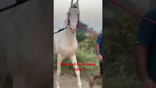 Rao stud farm horse video Haryana marwadi horse video nokda [upl. by Animahs]