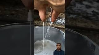 🤯New Trick to Extract cows milk🤔shorts shivamtyagi0777 milk cow farming amazingfacts cowfed [upl. by Nuahsor]