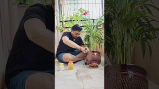 Areca Palm Care🌲plants youtubeshorts shorts viral [upl. by Blackington]