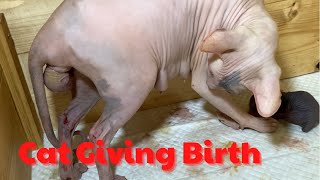 Mother Sphynx cat gives birth to three kittens with three different coat colors  Part 2 [upl. by Eniluap142]