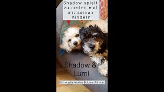 Bolonka „Shadow“ spielt mit seinen Kindern [upl. by Swithin556]