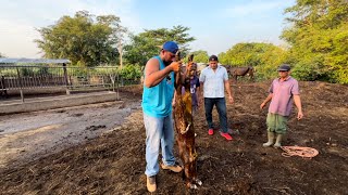 Ternerito recién nacido se murio lo reanimamos mira que paso [upl. by Trust]