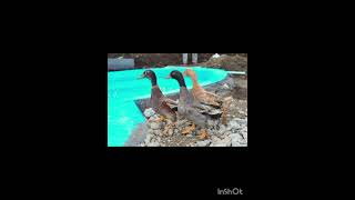 Part4 Feeding Ducks Swan Fish at Anni World KarajatMatheranNeral Road Kashane [upl. by Zelde]