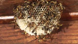 Wasps Under My Deckmov [upl. by Ash983]