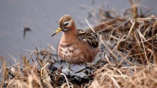 Birding Barrow Utqiaġvik Alaska [upl. by Neenej373]