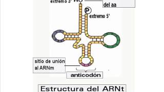 Traducción del ARN Síntesis de proteínas Activación de los aminoácidos [upl. by Atiek]