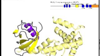 LUBAC linear ubiquitin chain assembly complex with sound [upl. by Anitan]