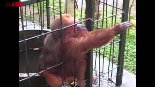 Ghetto Monkey Eating Bananas Funny Voiceover [upl. by Dupuis]