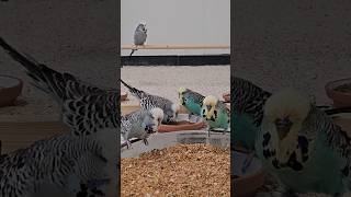 Our Cute Budgies Eating [upl. by Analah]