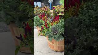 Gorgeous Mums at Garden State Koi FallFlowers Mums [upl. by Secunda]