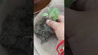 Reporting of Calendulaseedlings repotting 👍🌱🪴 shortsyoutube calendula terracegardening flowers [upl. by Ennybor]