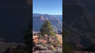 Fluttering Cobweb on the Esplanade  October 2024 Grand Canyon Adventure [upl. by Ajup203]