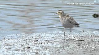 Asian GoldenPlover Pluvialis fulva [upl. by Jennette]