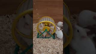 LIAT HAMSTER NGE GYM [upl. by Willmert743]